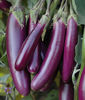 Picture of Long Egg plant - ( 5 Kg Bag)