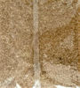 Picture of Hand Pounded Ponni-கைக்குத்தல் பொன்னி (1kg)