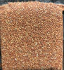 Picture of Red Jowar-சிவப்பு சோளம் (500gm)
