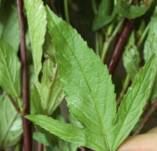 Picture of Pulicha Keerai  (Asam )(1Kg)