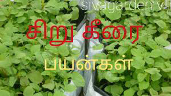 Picture of Siru Keerai - ( 1Kg )