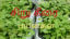 Picture of Siru Keerai - ( 1Kg )