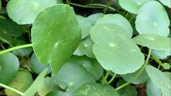 Picture of Vallarai Keerai (1Kg)