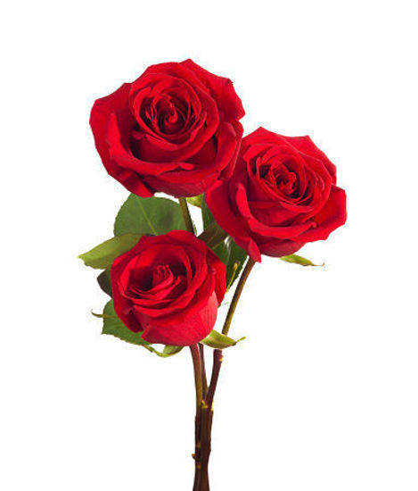 Picture of Rose
