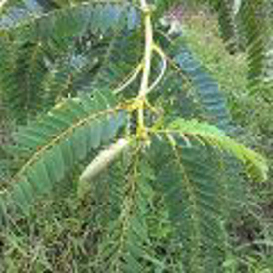 Picture of Agathie Keerai (1Kg)