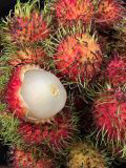 Picture of Rambutan